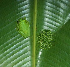 Centrolenidae