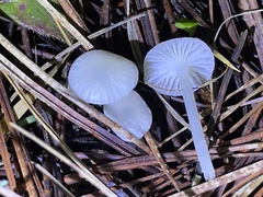 Marasmius calhouniae
