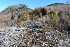 Calochilus herbaceus