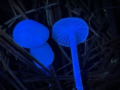 Marasmius calhouniae