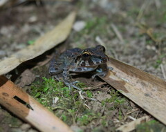 Craugastor fitzingeri