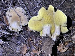 Suillus pungens