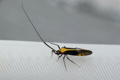 Thyrsophorinae