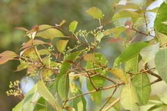 Olea dioica