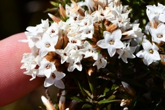 Epacris