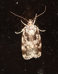 Barea confusella