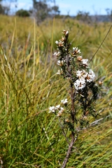 Epacris