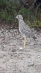 Burhinus capensis
