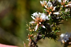 Epacris