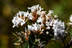 Epacris