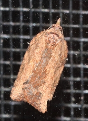 Epiphyas postvittana