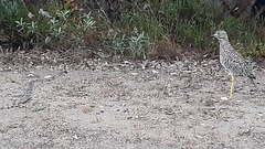 Burhinus capensis