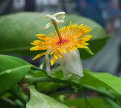 Passiflora pittieri