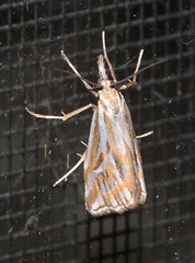 Hednota pleniferellus