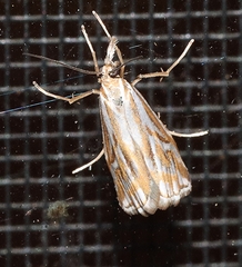 Hednota pleniferellus