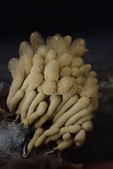 Arcyria obvelata