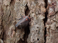 Eurymeloides lineata