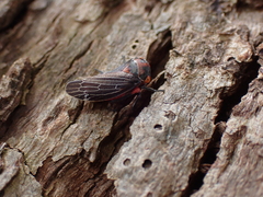 Eurymeloides lineata