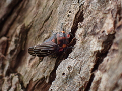 Eurymeloides lineata