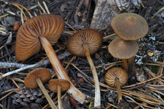 Entoloma holoconiotum