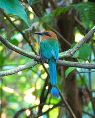 Electron platyrhynchum