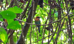 Electron platyrhynchum