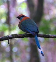 Electron platyrhynchum