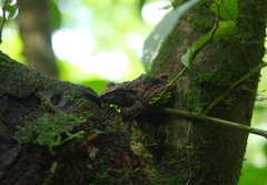 Craugastor fitzingeri