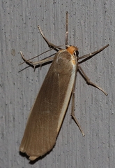 Palaeosia bicosta