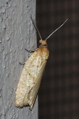 Clepsis divulsana