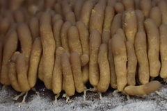Arcyria obvelata