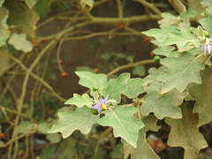 Solanum violaceum