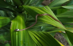 Leptodeira