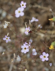 Leptosiphon ambiguus