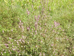 Celosia spicata