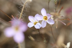 Leptosiphon ambiguus