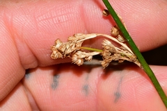 Juncus pallidus