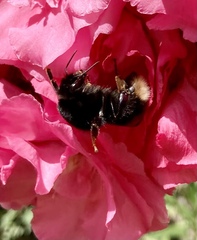Bombus terrestris canariensis