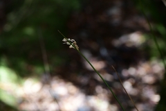 Juncus pallidus