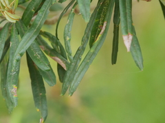 Banksia seminuda