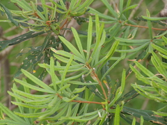 Banksia seminuda