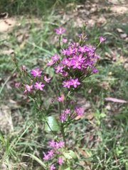 Centaurium erythraea