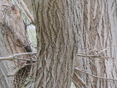 Banksia seminuda