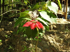 Euphorbia pulcherrima