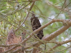 Banksia seminuda