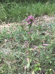 Centaurium erythraea
