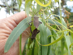 Amorbini