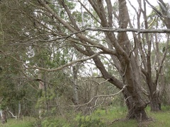 Banksia seminuda