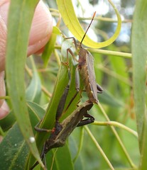 Amorbini