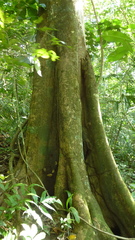 Brosimum alicastrum